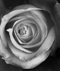 rose2.jpg