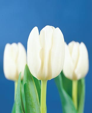 tulipa-white-dream.jpg